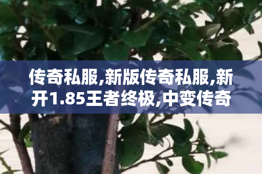 传奇私服,新版传奇私服,新开1.85王者终极,中变传奇似发服网,新开1.85王者终极