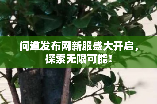 问道发布网新服盛大开启，探索无限可能！