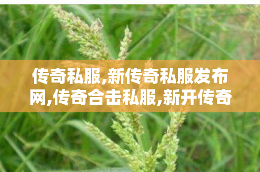 传奇私服,新传奇私服发布网,传奇合击私服,新开传奇合击私服,传奇合击私服