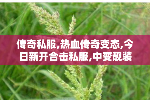 传奇私服,热血传奇变态,今日新开合击私服,中变靓装传奇,今日新开合击私服