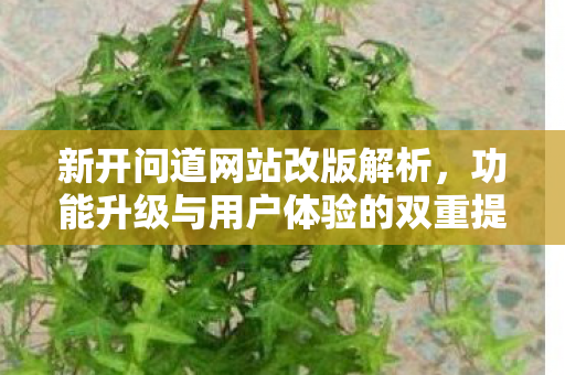 新开问道网站改版解析，功能升级与用户体验的双重提升