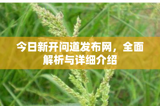 今日新开问道发布网，全面解析与详细介绍