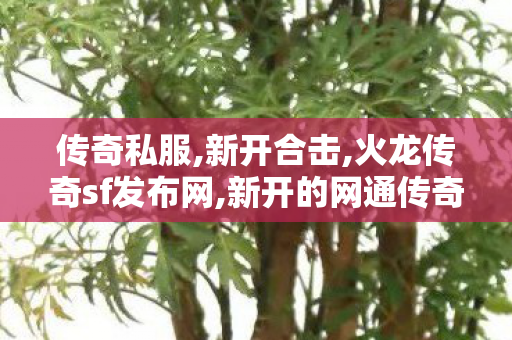 传奇私服,新开合击,火龙传奇sf发布网,新开的网通传奇私服,火龙传奇sf发布网