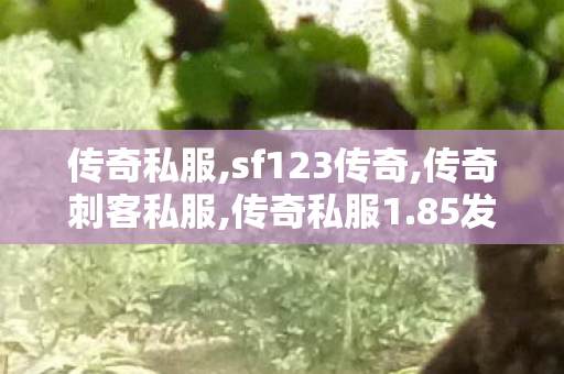 传奇私服,sf123传奇,传奇刺客私服,传奇私服1.85发布网,传奇刺客私服