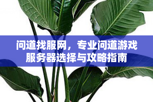问道找服网，专业问道游戏服务器选择与攻略指南