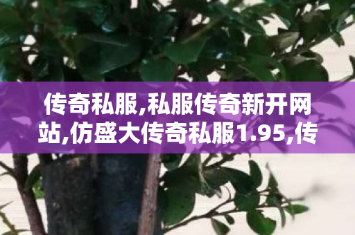 传奇私服,私服传奇新开网站,仿盛大传奇私服1.95,传奇私服完整客户端,仿盛大传奇私服1.95