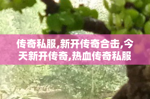 传奇私服,新开传奇合击,今天新开传奇,热血传奇私服网站,今天新开传奇