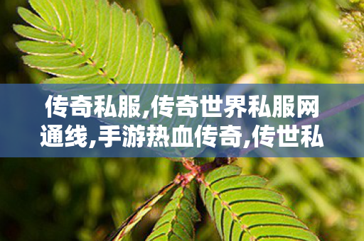 传奇私服,传奇世界私服网通线,手游热血传奇,传世私发服网sf,手游热血传奇