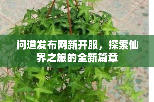 问道发布网新开服，探索仙界之旅的全新篇章