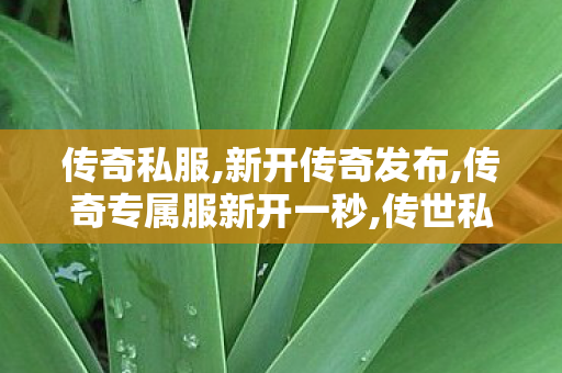传奇私服,新开传奇发布,传奇专属服新开一秒,传世私服发布网新服,传奇专属服新开一秒