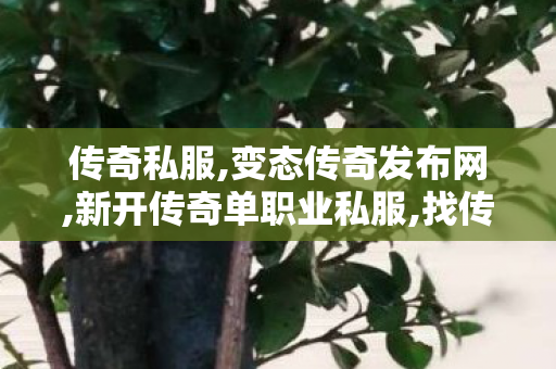 传奇私服,变态传奇发布网,新开传奇单职业私服,找传世sf发布网新服,新开传奇单职业私服
