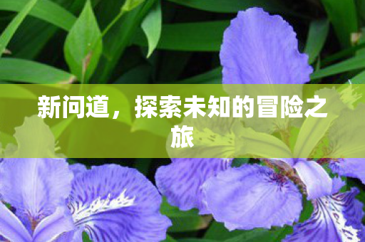 新问道，探索未知的冒险之旅