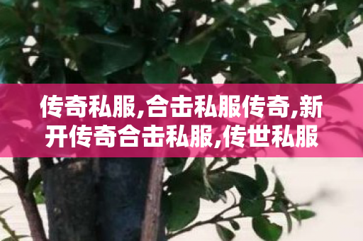 传奇私服,合击私服传奇,新开传奇合击私服,传世私服发布站,新开传奇合击私服