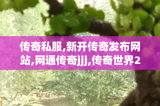 传奇私服,新开传奇发布网站,网通传奇jjj,传奇世界2私服,网通传奇jjj