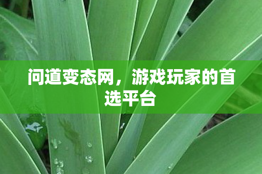 问道变态网，游戏玩家的首选平台