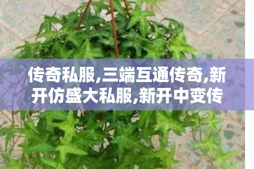 传奇私服,三端互通传奇,新开仿盛大私服,新开中变传奇发布网,新开仿盛大私服