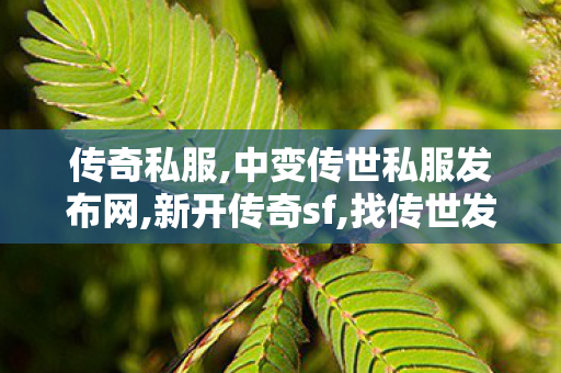 传奇私服,中变传世私服发布网,新开传奇sf,找传世发布网,新开传奇sf