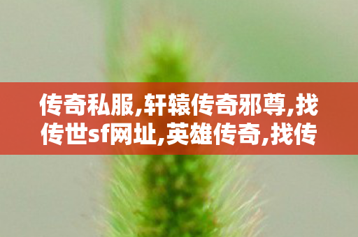 传奇私服,轩辕传奇邪尊,找传世sf网址,英雄传奇,找传世sf网址