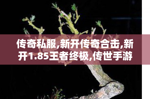 传奇私服,新开传奇合击,新开1.85王者终极,传世手游私sf,新开1.85王者终极