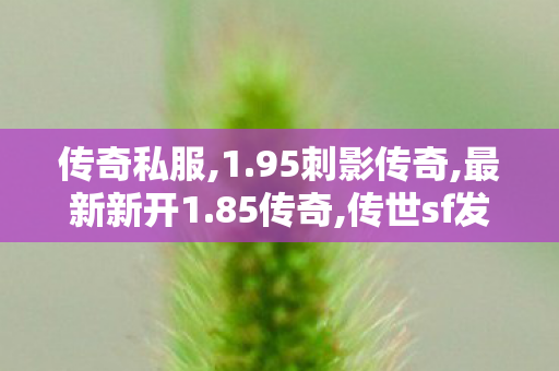 传奇私服,1.95刺影传奇,最新新开1.85传奇,传世sf发布网站,最新新开1.85传奇