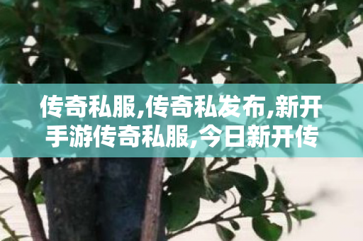 传奇私服,传奇私发布,新开手游传奇私服,今日新开传世,新开手游传奇私服