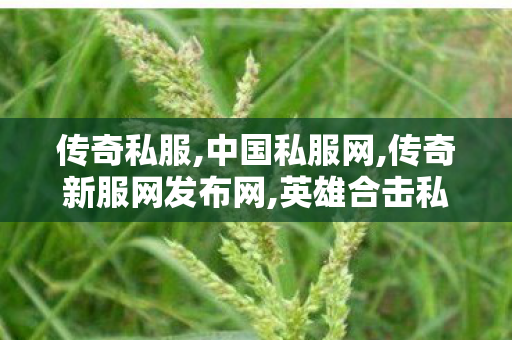 传奇私服,中国私服网,传奇新服网发布网,英雄合击私服发布网,传奇新服网发布网