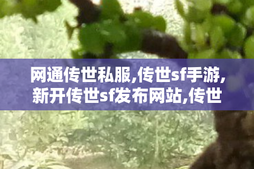 网通传世私服,传世sf手游,新开传世sf发布网站,传世sf手游