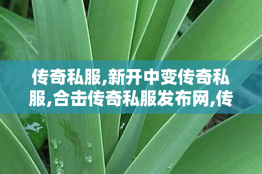 传奇私服,新开中变传奇私服,合击传奇私服发布网,传世私服发布网大全,合击传奇私服发布网