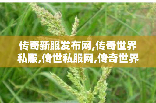 传奇新服发布网,传奇世界私服,传世私服网,传奇世界sf发布网新服,传奇世界私服,传世私服网