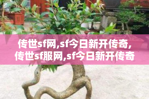 传世sf网,sf今日新开传奇,传世sf服网,sf今日新开传奇