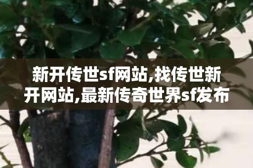 新开传世sf网站,找传世新开网站,最新传奇世界sf发布网,找传世新开网站
