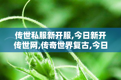 传世私服新开服,今日新开传世网,传奇世界复古,今日新开传世网