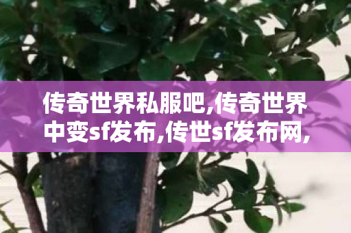传奇世界私服吧,传奇世界中变sf发布,传世sf发布网,传奇世界中变sf发布