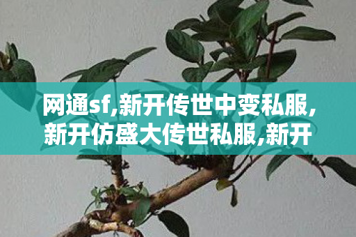网通sf,新开传世中变私服,新开仿盛大传世私服,新开传世中变私服