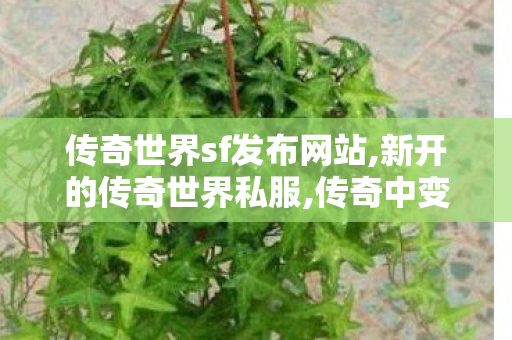 传奇世界sf发布网站,新开的传奇世界私服,传奇中变sf发布网,新开的传奇世界私服