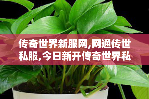 传奇世界新服网,网通传世私服,今日新开传奇世界私服网站,网通传世私服