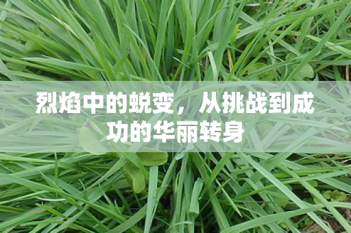 烈焰中的蜕变，从挑战到成功的华丽转身