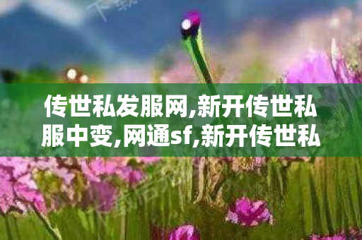 传世私发服网,新开传世私服中变,网通sf,新开传世私服中变