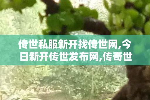 传世私服新开找传世网,今日新开传世发布网,传奇世界 私服,今日新开传世发布网