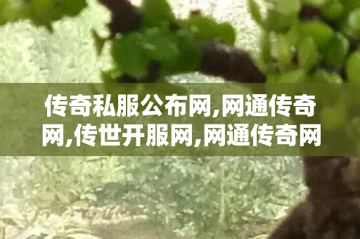 传奇私服公布网,网通传奇网,传世开服网,网通传奇网