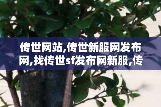 传世网站,传世新服网发布网,找传世sf发布网新服,传世新服网发布网