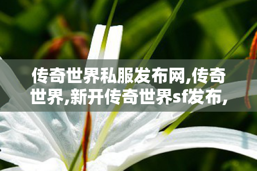 传奇世界私服发布网,传奇世界,新开传奇世界sf发布,传奇世界