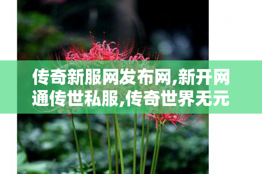 传奇新服网发布网,新开网通传世私服,传奇世界无元神区,新开网通传世私服