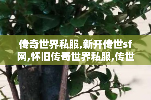 传奇世界私服,新开传世sf网,怀旧传奇世界私服,传世网,怀旧传奇世界私服