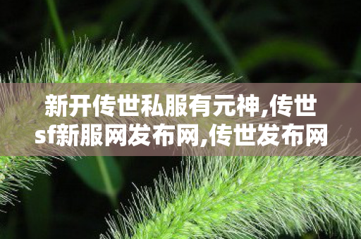 新开传世私服有元神,传世sf新服网发布网,传世发布网,传世sf新服网发布网