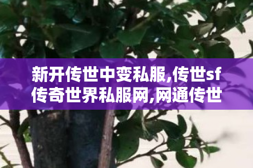 新开传世中变私服,传世sf传奇世界私服网,网通传世sf,传世sf传奇世界私服网