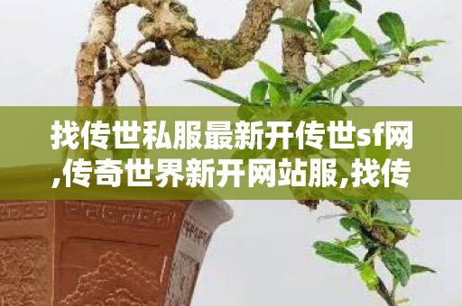 找传世私服最新开传世sf网,传奇世界新开网站服,找传奇世界私服发布网站,传奇世界新开网站服