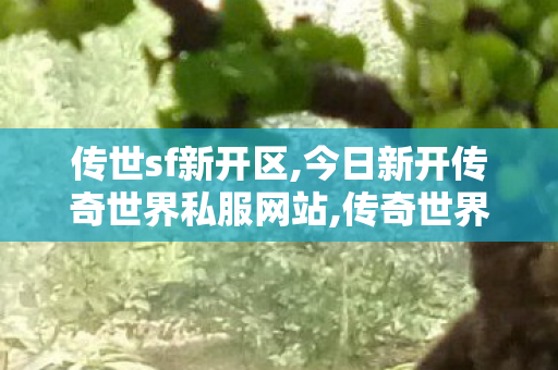 传世sf新开区,今日新开传奇世界私服网站,传奇世界sf 新开网站,今日新开传奇世界私服网站
