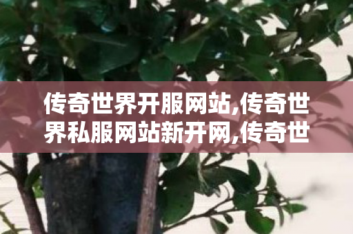 传奇世界开服网站,传奇世界私服网站新开网,传奇世界私服网站发布网,传奇世界私服网站新开网