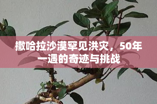 撒哈拉沙漠罕见洪灾，50年一遇的奇迹与挑战